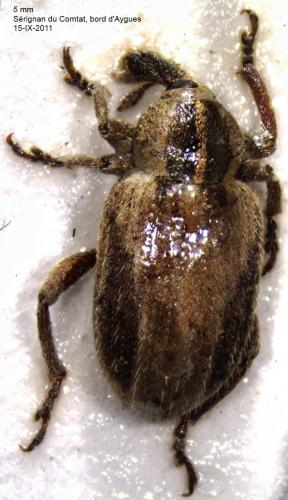 Réf. 132 544 : Hypera sp.