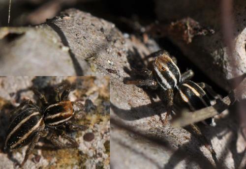 Phlegra bresnieri