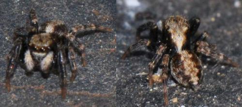 Pseudeuophrys lanigera