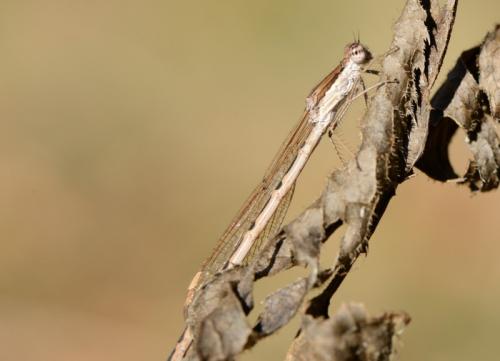 Sympecma fusca