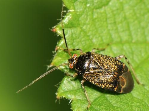 Réf. 132 811 : Polymerus holosericeus