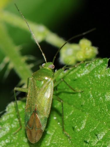 Réf. 132 956 : Lygocoris pabulinus
