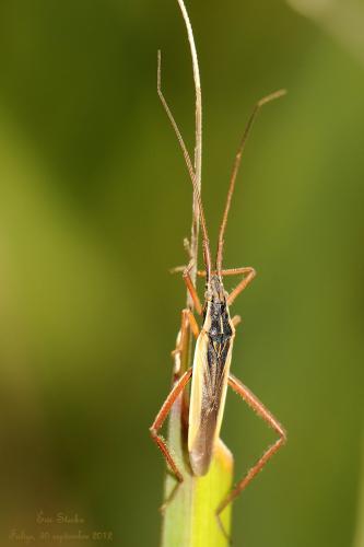 Notostira elongata