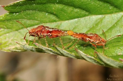 Rhopalus subrufus