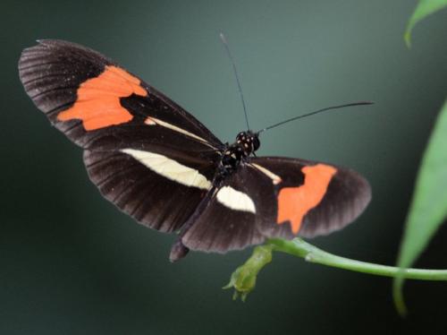 Heliconius erato phyllis