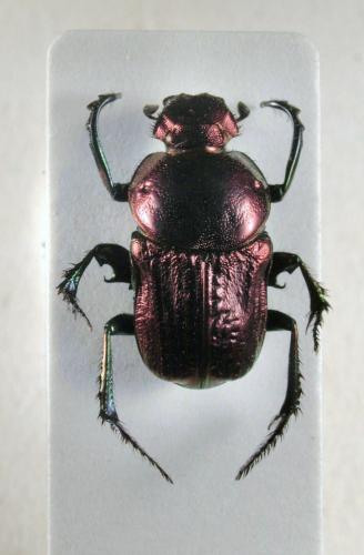 Pleuronitis fulgidus