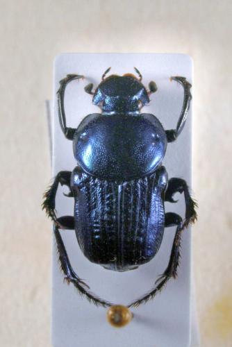 Pleuronitis fulgidus