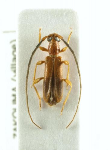 Oculobrium sudrei