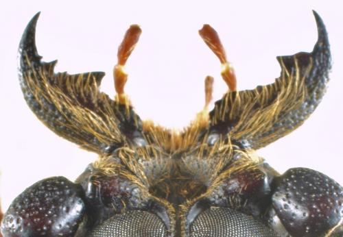 Réf. 132 189 : Ceratocentrus spinicornis