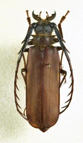 Réf. 132 214 : Ceratocentrus spinicornis
