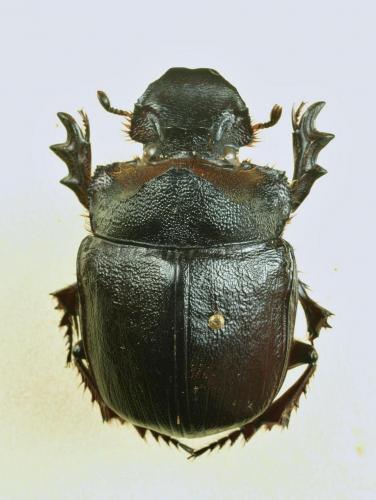 Réf. 132 191 : Heliocopris andersoni