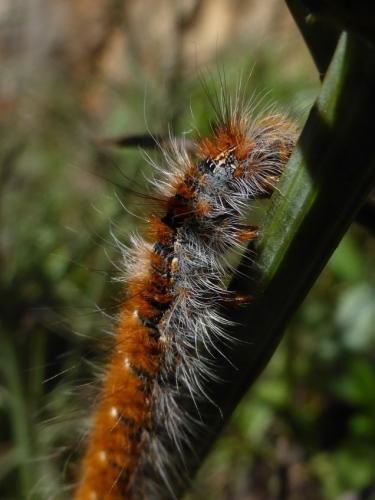 Lasiocampa quercus