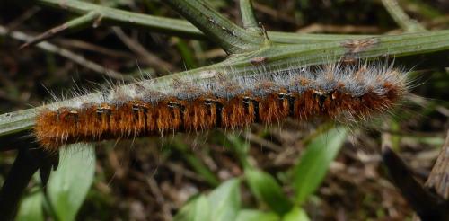 Lasiocampa quercus