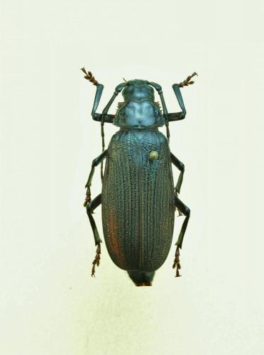 Aulacopus reticulatus