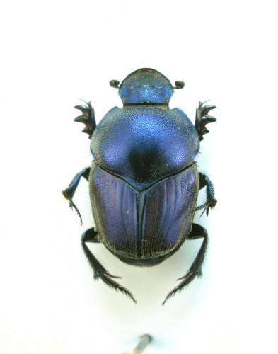 Réf. 132 692 : Proagoderus auratus