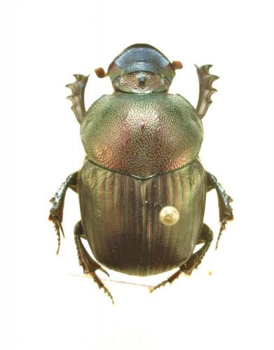 Réf. 132 736 : Onitis fulmineus