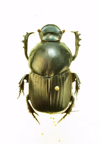 Onitis bocandei