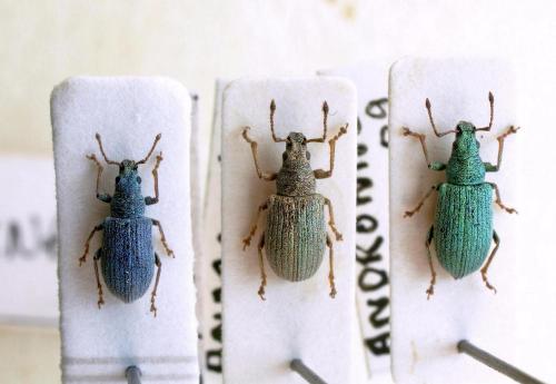 Phyllobius xanthocnemus