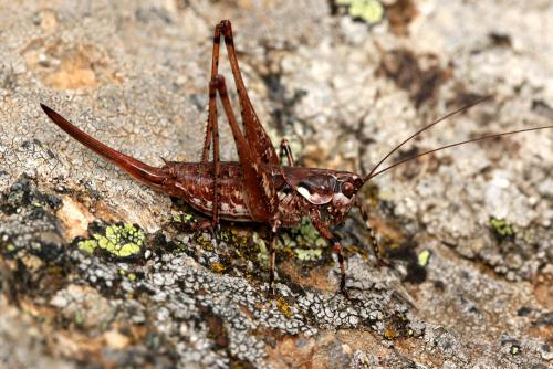 Réf. 132 043 : Rhacocleis corsicana