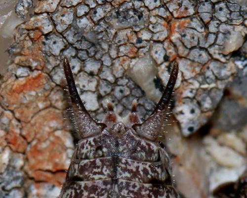 Réf. 132 046 : Rhacocleis corsicana
