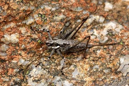 Réf. 132 044 : Rhacocleis corsicana