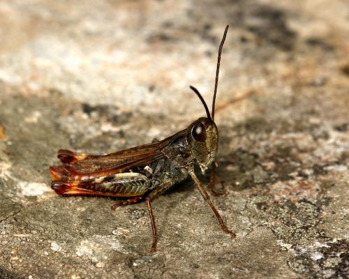 Réf. 132 582 : Chorthippus saulcyi algoaldensis