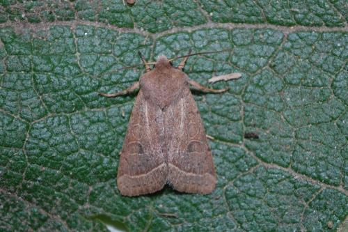 Réf. 132 812 : Orthosia cerasi