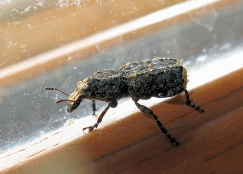 Platyrhinus resinosus