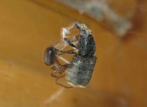 Platyrhinus resinosus