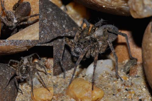 Pardosa morosa