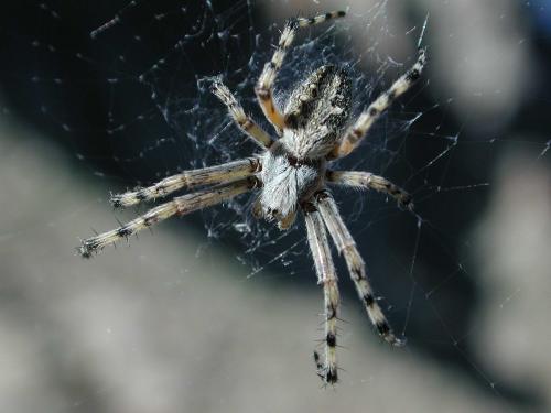 Aculepeira carbonaria