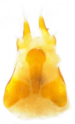 Choleva sp.