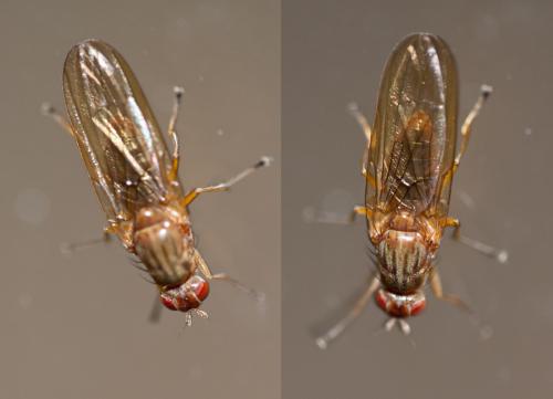 Dryomyza flaveola