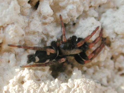 Réf. 132 720 : Poecilochroa sp.