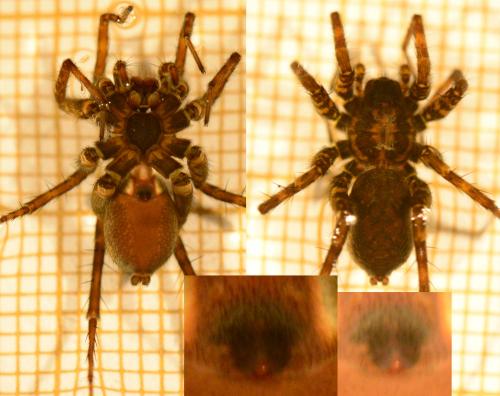 Réf. 132 848 : Pardosa morosa