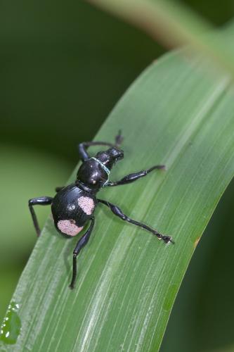 Metapocyrtus quadriplagiatus
