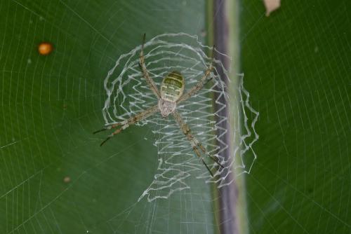 Argiope sp.