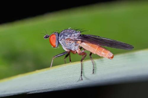 Heteromyza atricornis
