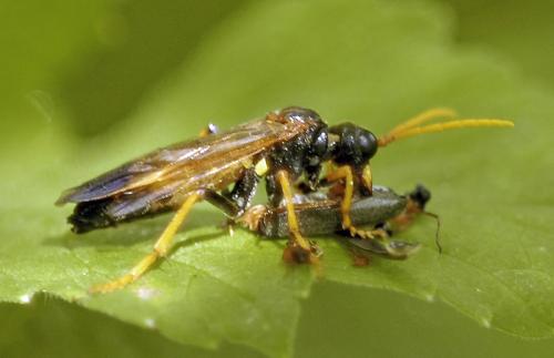 Tenthredo campestris