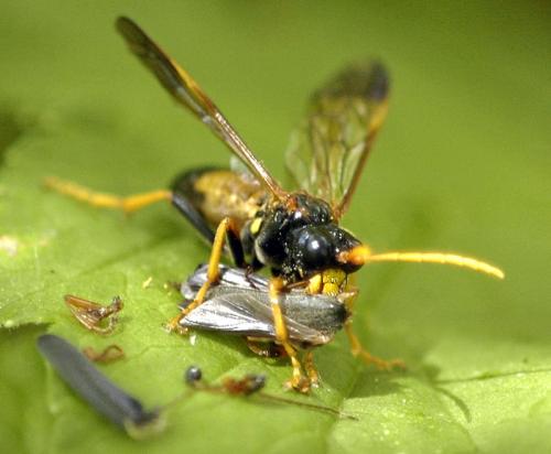 Tenthredo campestris