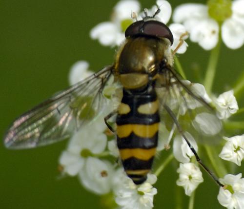 Réf. 132 124 : Parasyrphus annulatus