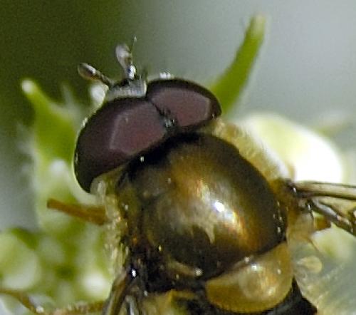 Réf. 132 123 : Parasyrphus annulatus