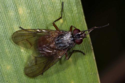 Phaonia sp.