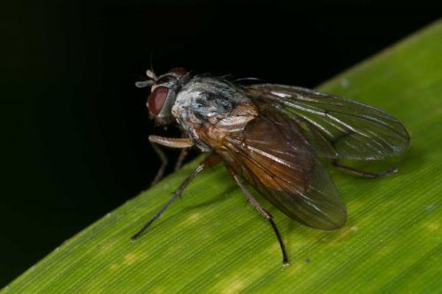 Phaonia sp.