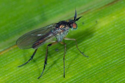 Réf. 132 155 : Syntormon pallipes