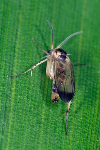 Rondaniella dimidiata