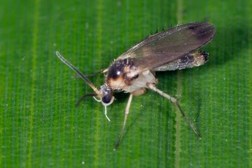 Rondaniella dimidiata