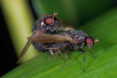 Réf. 132 004 : Calliopum sp.