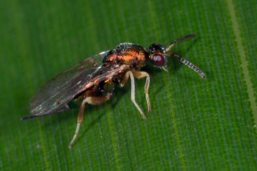 Torymus sp.