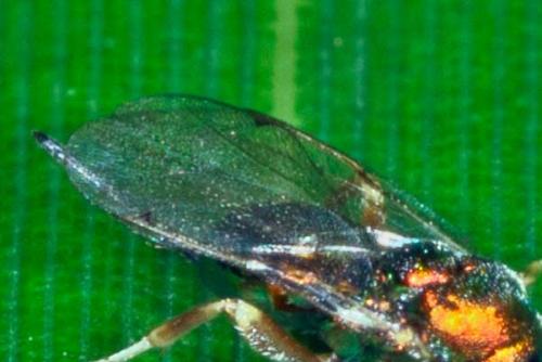 Torymus sp.
